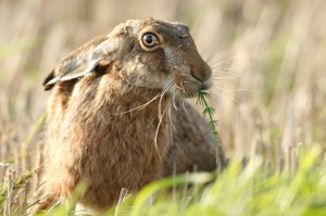 hare for article