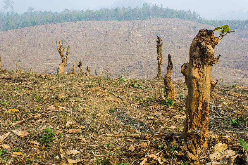 28580753 - slash and burn cultivation, rainforest cut and burned to plant crops, thailand