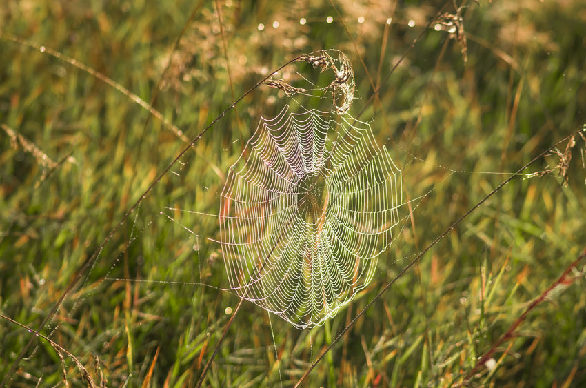 44172986 - beautiful spiderweb with dew on a summer morning